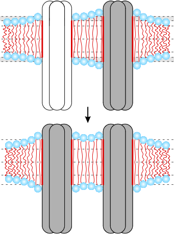 bilayer-mediated cooperativity