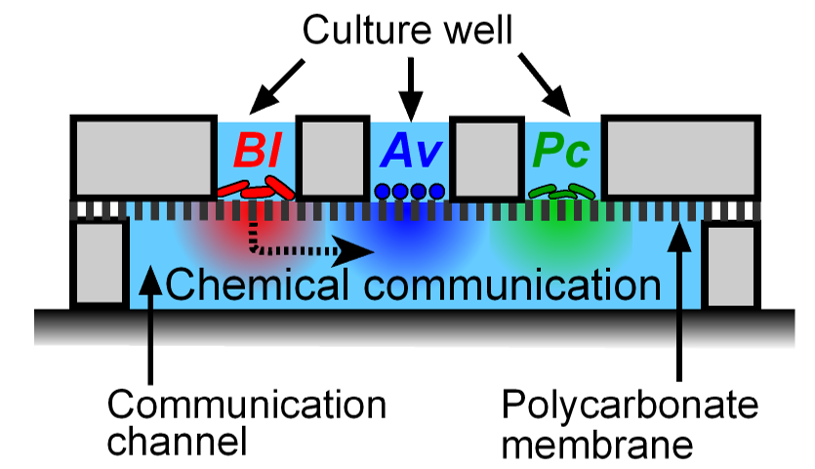 Interactions within microbial communities