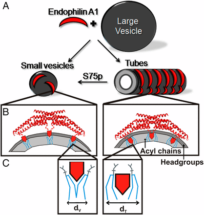 endophilin